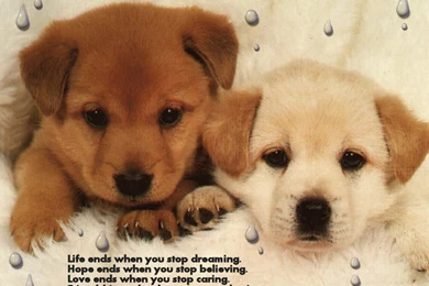 Wallpapers Keep Smiling Life .2 1024x768