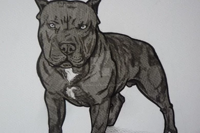 Wallpaperbo   Red Nose Pitbull Gorgeous Hd Wallpapers