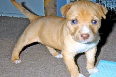 Blue Nose Pitbull Wallpapers