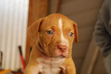 Desktop Pitbull Red Nose Pictures Dowload
