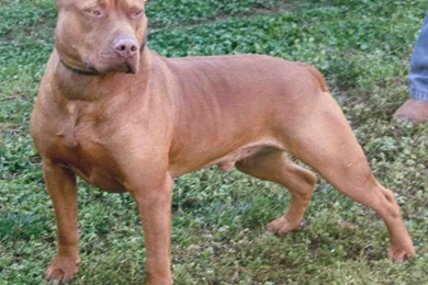 Desktop Red Nose Pitbull Dog Pictures 3d Hd Pictures.