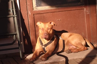 Red Pitbull Mastiff Photosmaiconlorenzeti
