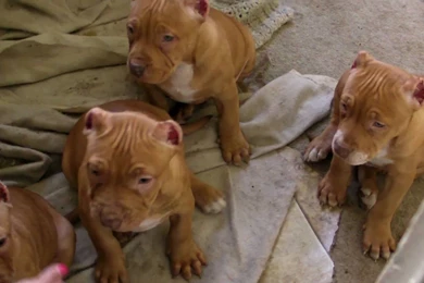 Desktop Pictures Of Red Nose Pitbull Download