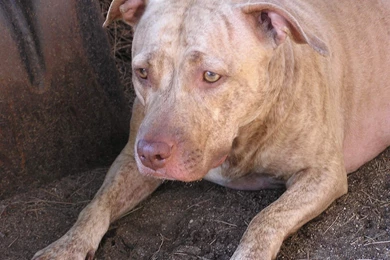 Dogs: CHEETARA CLOSE Rednose CANINE Pitbull Terrier Dog High ...