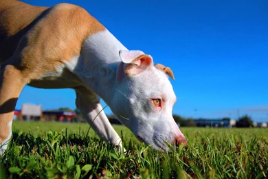 Game Breed: Pit Bull Wallpapers