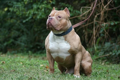 Desktop Red Nose Pitbull Dog Pictures Dowload 3d Hd Pictures.