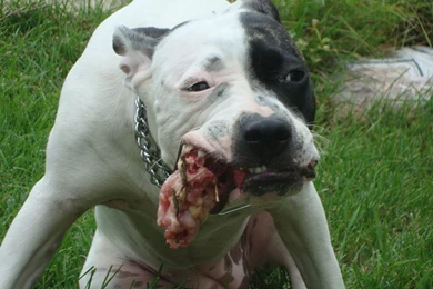 Desktop Red Nose Pitbull Images 3d Hd Pictures.