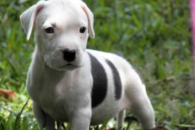 Wallpaperbo   Red Nose Pitbull Iphone Hd Wallpapers