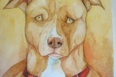 Red Nose Pit Bull: Brandy By Trunk of monkeys On DeviantArt