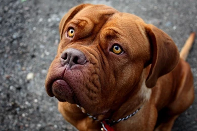 Desktop Pics Of A Red Nose Pitbull Download
