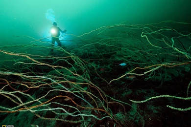 50+ Breathtaking National Geographic Nature Wallpapers [HD]