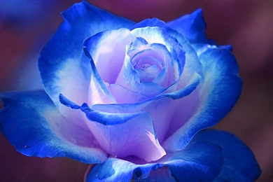 Breathtaking Blue Rose Wallpapers, Rose Flower Images, Rose ...