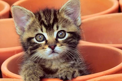 Wallpapers Pets 1024x768