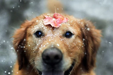 6784997 cute pets wallpapers