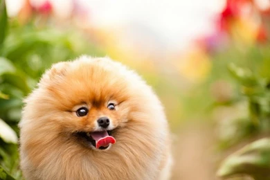 Animals Dogs Pets 1600x1200 Wallpapers – Animals Dogs HD Desktop ...