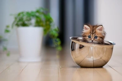 Animals,cats Cats Animals Pets Bowl 1920x1200 Wallpapers – Cats ...
