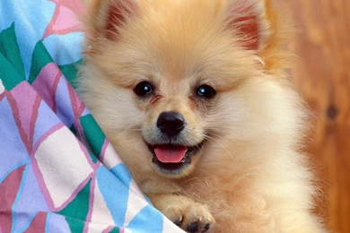 Download Happy Puppy Super Cute Pets Wallpapers 1280x1024 ...