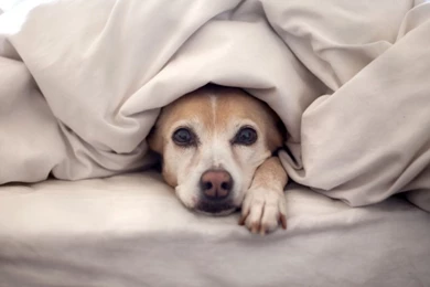 Animals Beds Dogs Pets 3840x2400 Wallpapers – Animals Dogs HD ...