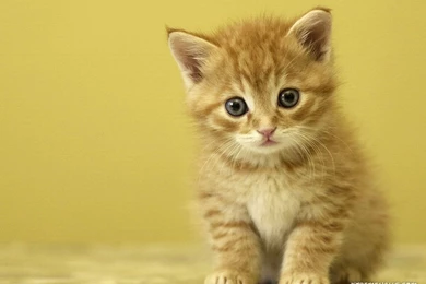 Animals   Pets 1024x768 High Resolution Wallpapers