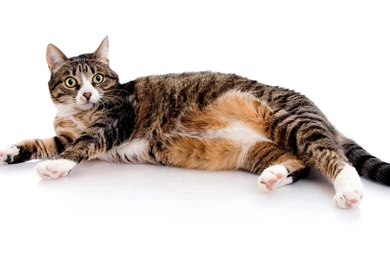 Desktop Wallpapers · Gallery · Animals · Reliance Pets