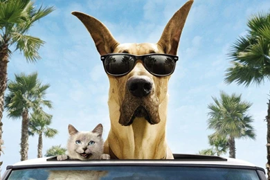 Comedy Roads Smiling Palm Trees Filme Marmaduke Wallpapers