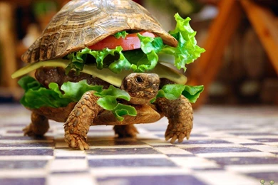 27 Awesome Funniest Animals Wallpapers In HD   HD Wallpapers ...