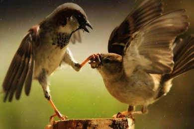 Hindi & English: Best Comedy Text Messages & Very Funny SMS