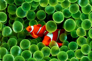 Free Live Wallpapers Iphone