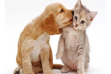 Cat And Dog Wallpapers   Wallpapers Cave