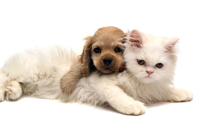 Cute Dog And Cat Wallpapers