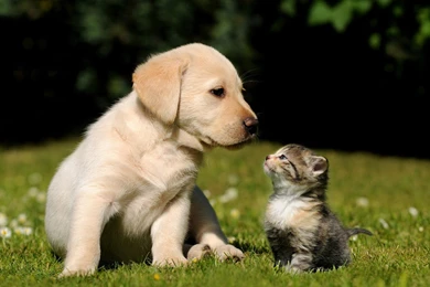 Of Dogs And Cats Hd Romantic Cat And Dog Wallpapers Hd Dogs And ...