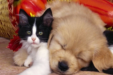 Cute Dog And Cat Wallpapers