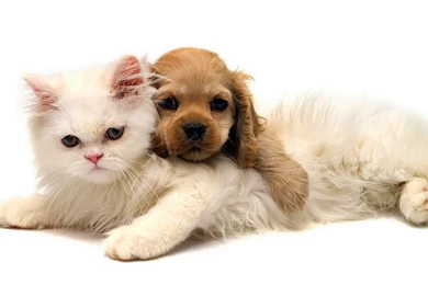 Of Dogs And Cats Hd Romantic Cat And Dog Wallpapers Hd Dogs And ...