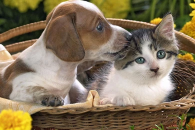 Download Wallpapers 1600x1200 Dog, Cat, Basket, Taking, Care ...