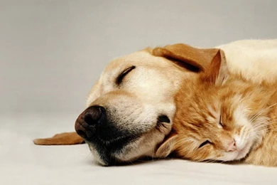 Download Wallpapers 1280x1024 Dog, Cat, Couple, Friends, Care ...