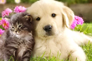 Cute Cat And Dog Wallpapers Very Cute Puppy Wallpapers   PetPictures