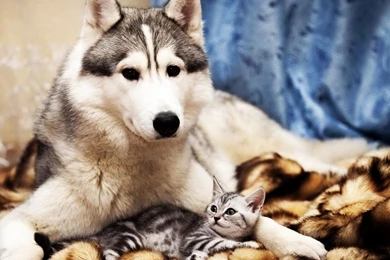 Cute Wallpapers Cute Wallpapers Dog Snow Cat Beautiful Wallpapers ...