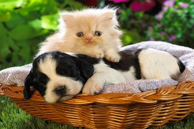 January 31, 2016: Fourth Sunday In Ordinary Time