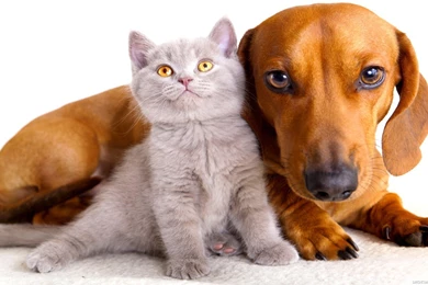 13/05/2015   1920x1080px Cat And Dog Desktop Wallpapers   Animals ...