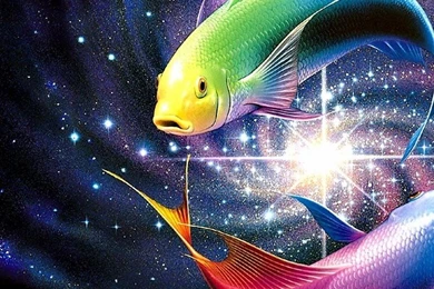 Colour Fish Wallpapers Free Desktop Backgrounds And Wallpapers