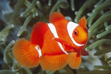 Orange White Fish Wallpapers : Desktop And Mobile Wallpapers : Wallippo