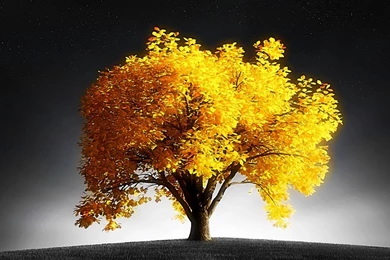 Summary Tree Desktop Wallpapers   HD Images New