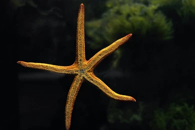 Sea Life HD Wallpapers Widescreen For Your Desktop And Iphones ...