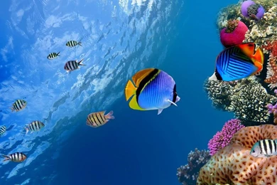 Color Fish HD Wallpapers