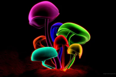 Neon Mushrooms, Digital art, 2560x1600 HD Wallpapers And FREE Stock ...