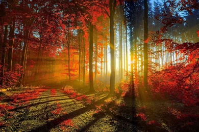 Scenery Wallpapers For Free