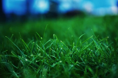 Grass Wallpapers