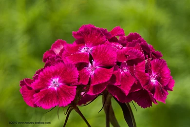 Desktop Wallpapers Free Download Collection (30+)