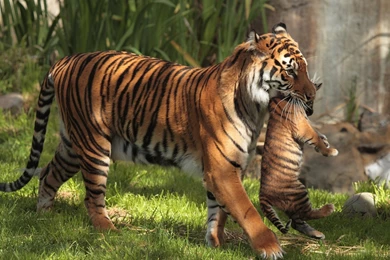 1064 Tiger HD Wallpapers