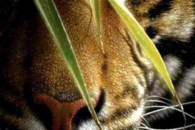 Tiger Live Wallpapers   Android Apps On Google Play